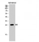 BID Polyclonal Antibody